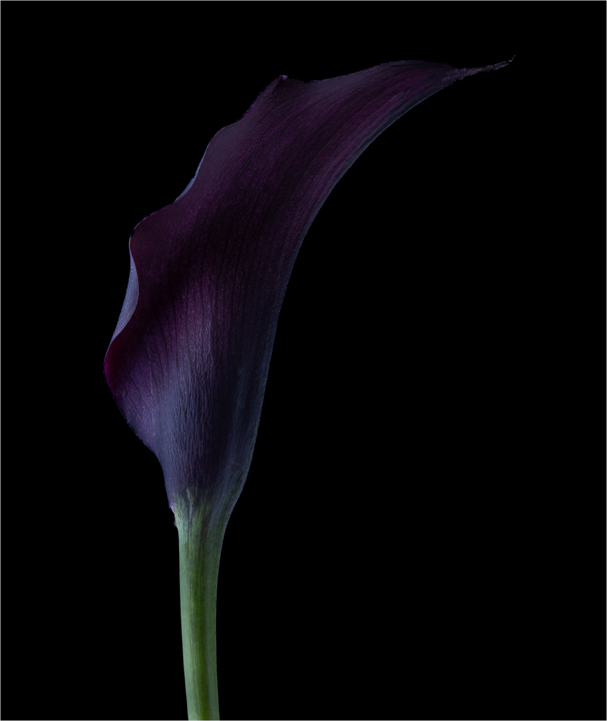 1st PrizeAssigned Pictorial In Class 3 By Paul Sylvia For Royal Calla Lilly JAN-2024.jpg